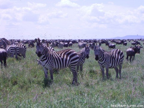 Migration in Serengeti National Park