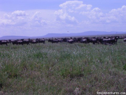 Migration in Serengeti National Park