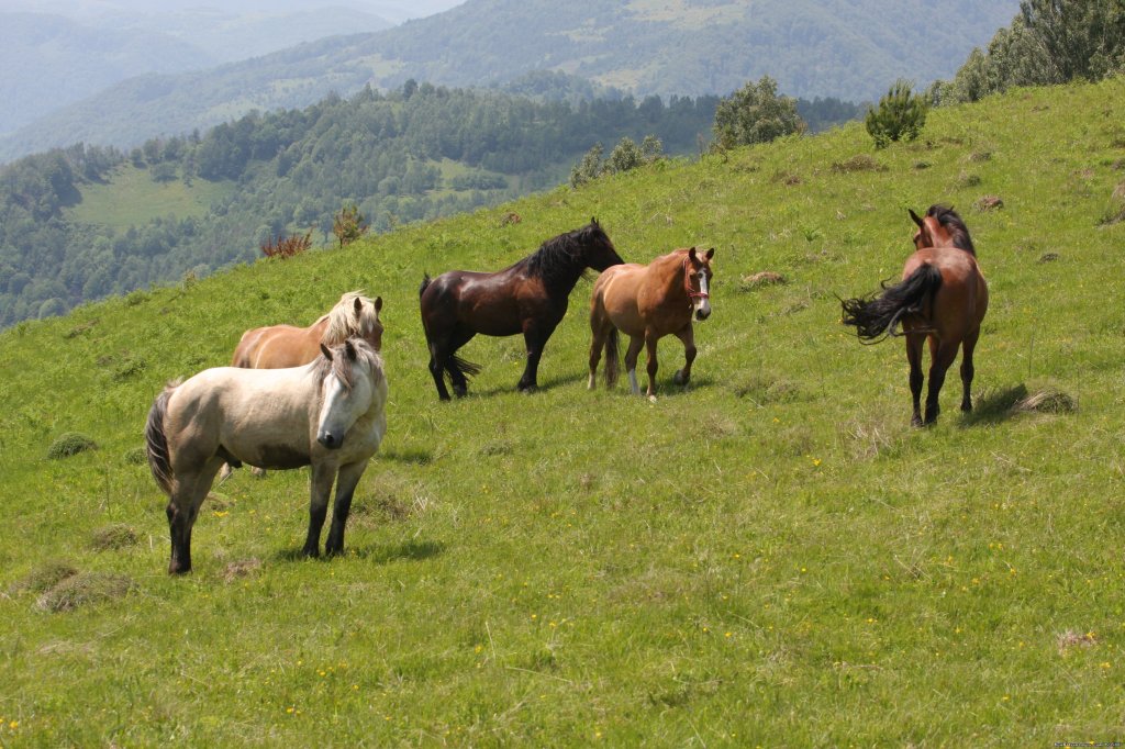 Mountain horse | Adventure holiday in  Romania  Apuseni Mountains | Image #22/26 | 