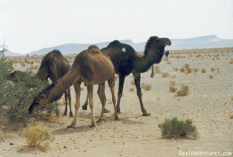 camel trek | Ksar Bicha Hotel In Merzouga | Image #7/9 | 