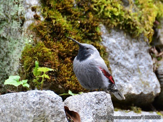 Wallcreeper | Birding and wildlife tours in Bulgaria | Sofia, Bulgaria | Birdwatching | Image #1/2 | 