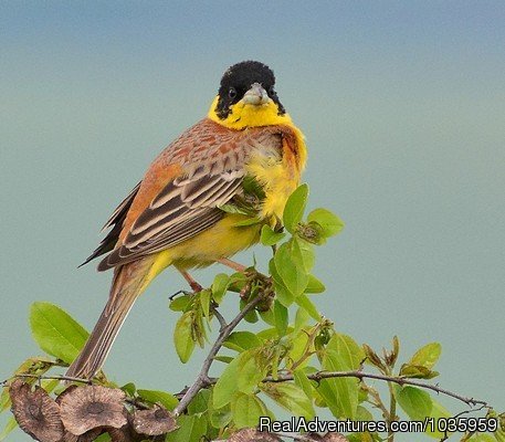 Black-headed Bunting | Birding and wildlife tours in Bulgaria | Image #2/2 | 