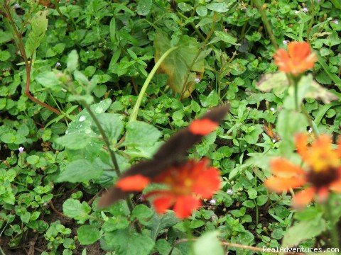 Beautiful Butterfly | 21 Days Suriname Exploration | Image #6/24 | 