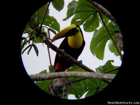 Chestnut-mandibled Toucan | Luxury Rainforest Wildlife Lodge - Osa Peninsula | Image #9/11 | 