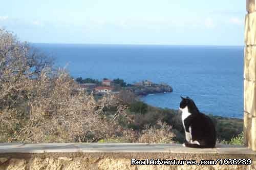 Molly the Zen cat | Yoga, walking and holistic holidays in Greece. | Image #8/12 | 