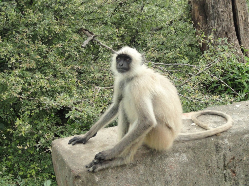 langoor Monkey Rajasthan | Motor Cycle Tours to India , Nepal - 2012 & 2013 | Image #14/14 | 