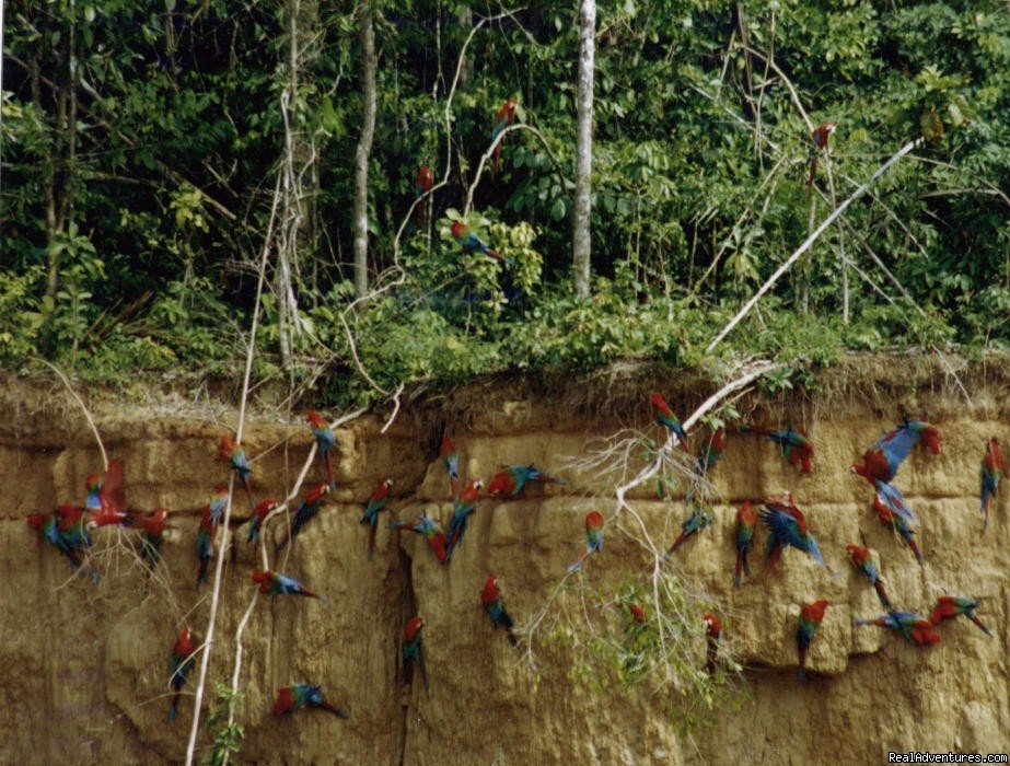 Macaw Clay Lick in Manu | Explore Manu Rainforest and go Trekking in Peru | Image #2/5 | 