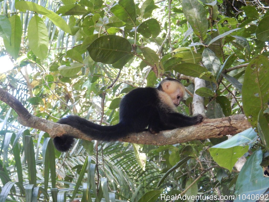 White Faced Capuchin | Horseback riding Jaco with Discovery Horse Tours | Image #8/13 | 