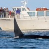 Whale Watch& Wildlife Tours April - October Vessel Sea Lion with a 'Transient' Orca Whale