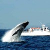 Whale Watch& Wildlife Tours April - October Breaching Humpback in September