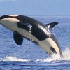 Whale Watch& Wildlife Tours April - October Full Breach