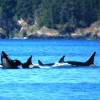 Whale Watch& Wildlife Tours April - October A 'Pod' of Orcas