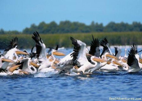 White Pelicans | Explore the Wild Danube at Delta Nature Resort | Image #2/10 | 