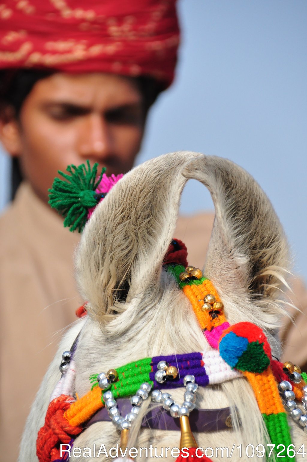 Marwari horse | Horsebacksafaris on Marwari Horses in Rajasthan | Image #10/26 | 