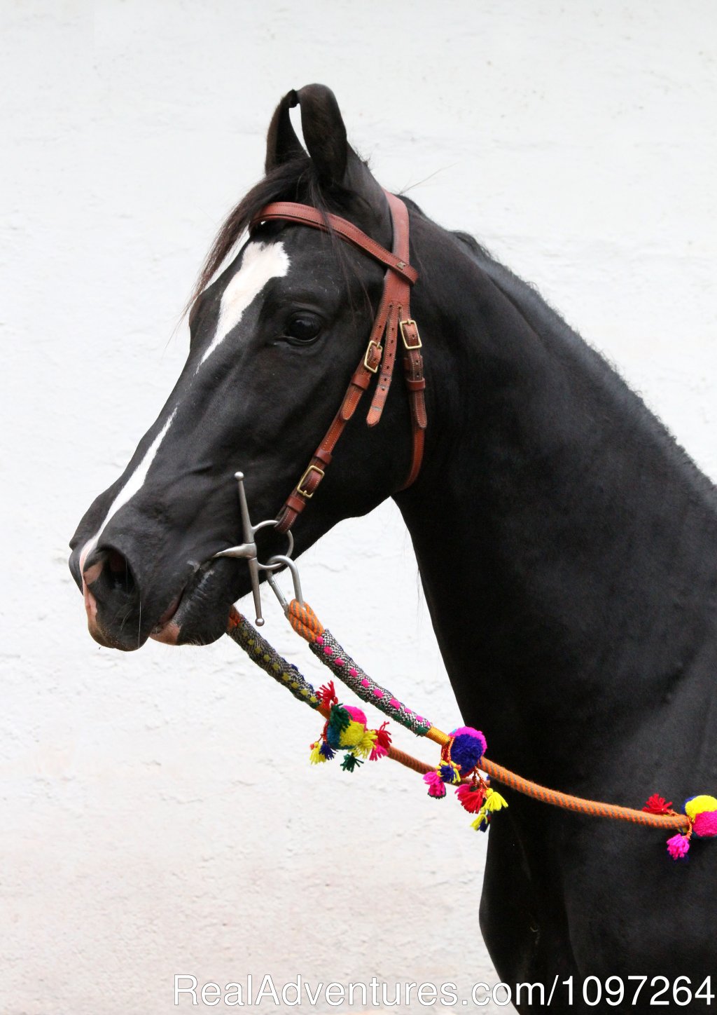 Marwari horse | Horsebacksafaris on Marwari Horses in Rajasthan | Image #9/26 | 