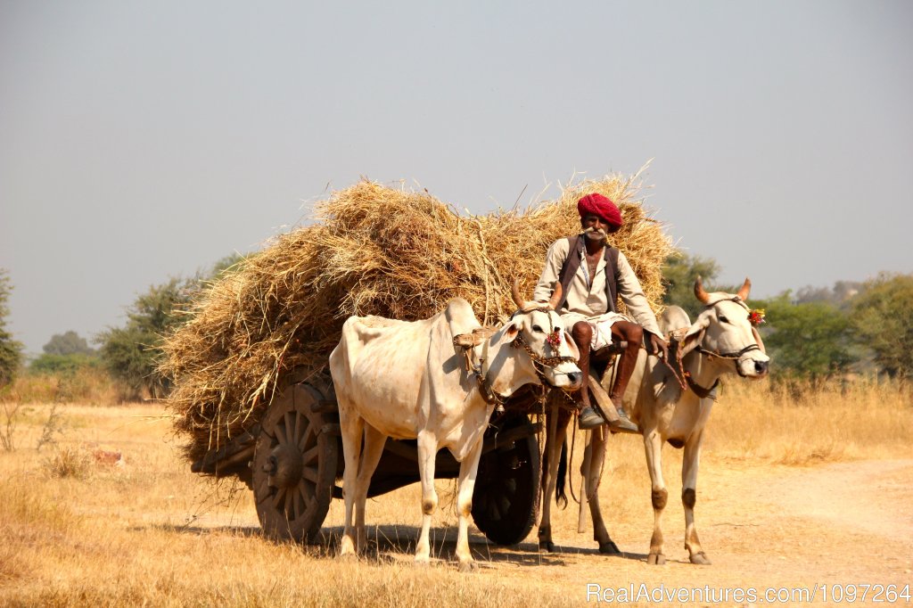 Bullock Cart | Horsebacksafaris on Marwari Horses in Rajasthan | Image #21/26 | 