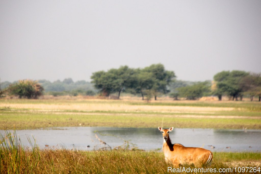 Nilgai antelope | Horsebacksafaris on Marwari Horses in Rajasthan | Image #24/26 | 