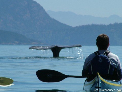 Whale watching by sea kayaks | Sea Kayak the Secret Side of the San Juan Islands | Image #2/5 | 