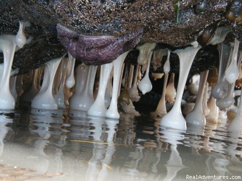 Sea anemones and a sea star at low tide | Sea Kayak the Secret Side of the San Juan Islands | Image #3/5 | 