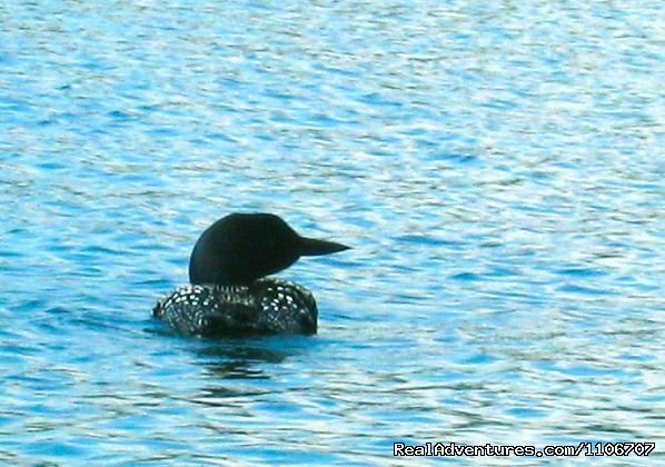 Loon | Quiet Waterfront Thompson Lake, ME | Image #14/14 | 