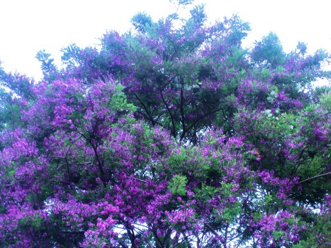 Tree Culebrillo