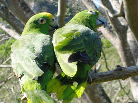 Parrots accross the cabins