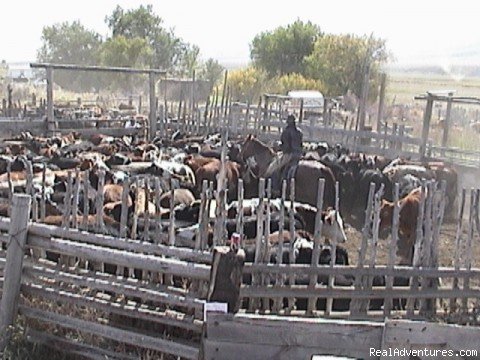 shippin cattle | Three Day Ranch Adventure on Sunrise Seven Ranch | Pocatello, Idaho  | Horseback Riding & Dude Ranches | Image #1/2 | 