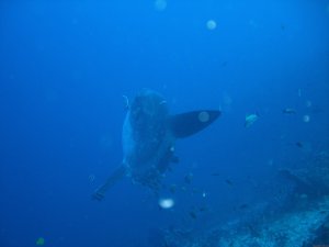 Bali Exotic Diving