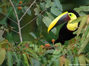 Outdoors Adventures  in Panama | Panama , Panama Eco Tours | Guatemala, Guatemala Nature & Wildlife