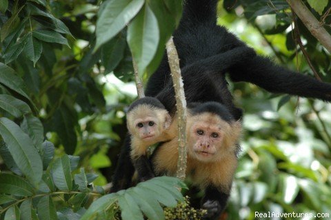 MONKEY