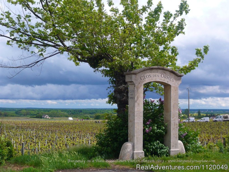Stunning Vineyard Landscape in Spring - in Cote de Nuits | Fabulous Wine and Food Tours in Burgundy | Image #5/13 | 