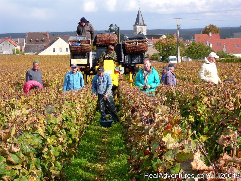 Harvest in Vosne Romanee | Fabulous Wine and Food Tours in Burgundy | Image #9/13 | 