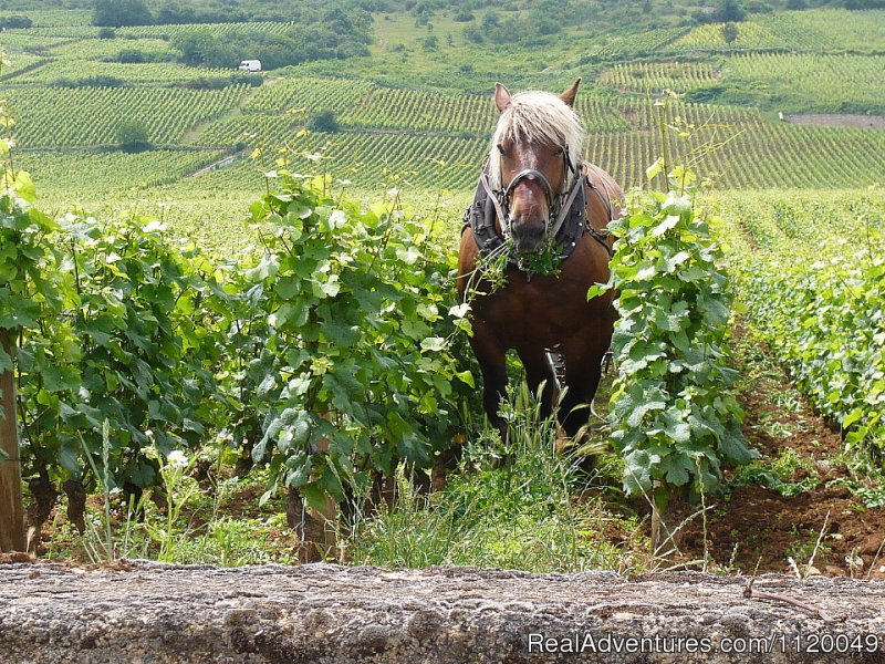 Horse in the vineyards La Tache | Fabulous Wine and Food Tours in Burgundy | Image #12/13 | 
