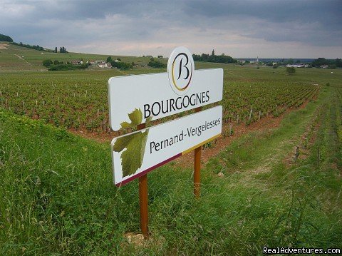 Vineyard Pernand Vergelesses | Fabulous Wine and Food Tours in Burgundy | Image #7/13 | 