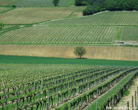 Burgundy Vineyard Landscape