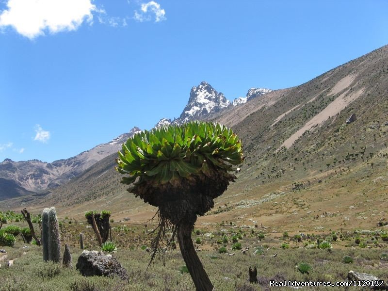 Mackinders Valley. Mt Kenya | Go To Mt kenya Trekking | Central, Kenya | Sight-Seeing Tours | Image #1/7 | 