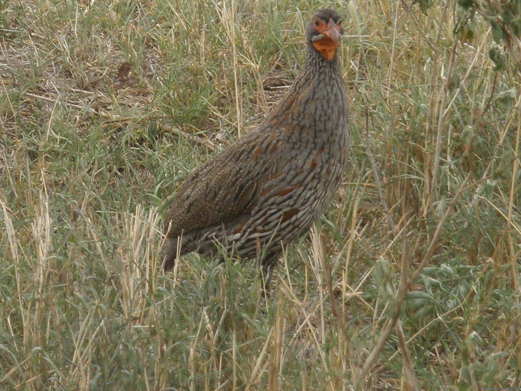 Red Necked Spur Fowl | Adventure safaris and holidays get aways | Nairobi, Kenya | Wildlife & Safari Tours | Image #1/2 | 