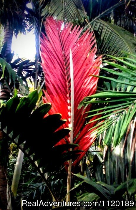 Delightful Palm collection | Oceanfront getaway San Miguel del Mar | Image #15/26 | 