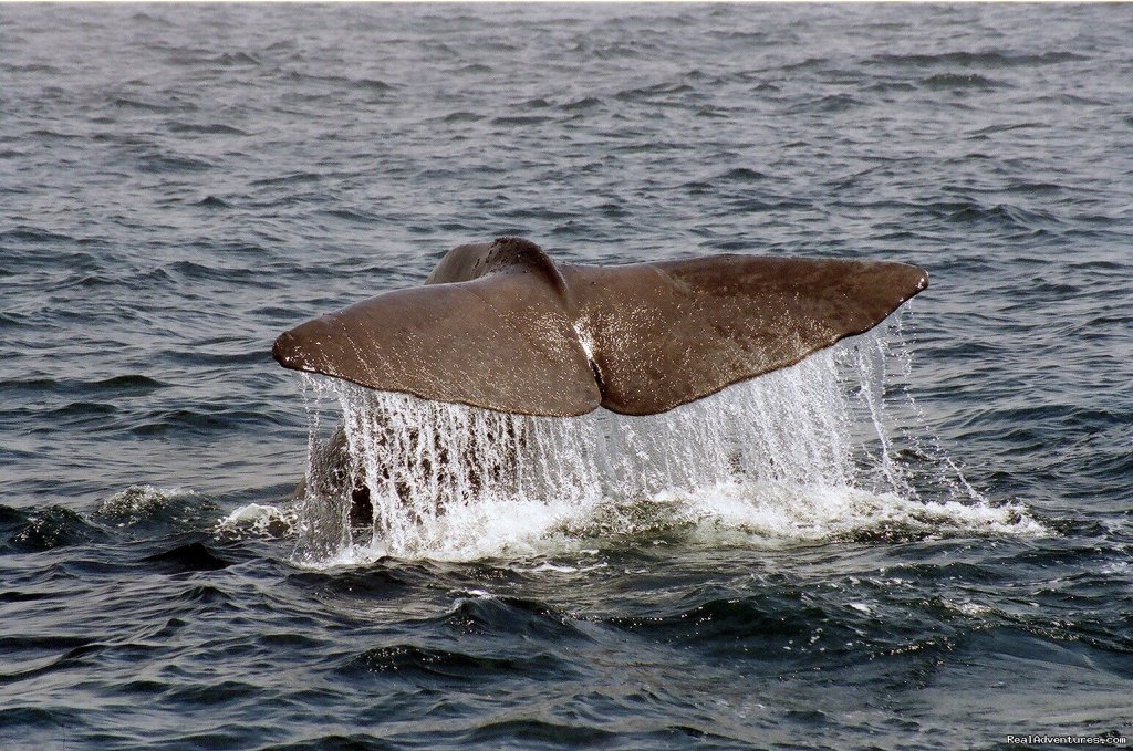 Sperm whales are regularly viewed | Wildland Tours | Image #5/21 | 