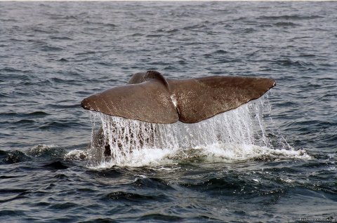 Sperm whales are regularly viewed