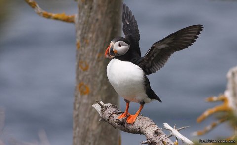 Puffin at North America's largest colony