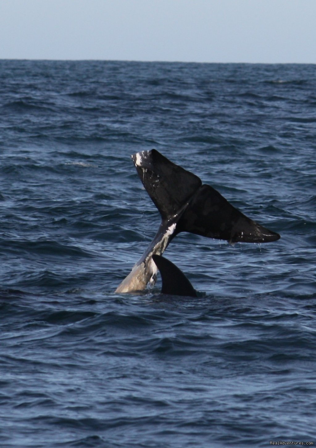 Orca and prey | Wildland Tours | Image #20/21 | 