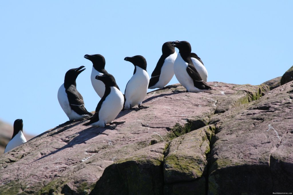 We get very close to seabirds without disturbing them | Wildland Tours | Image #12/21 | 
