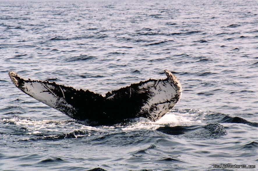 Humpback whale tail | Wildland Tours | Image #8/21 | 