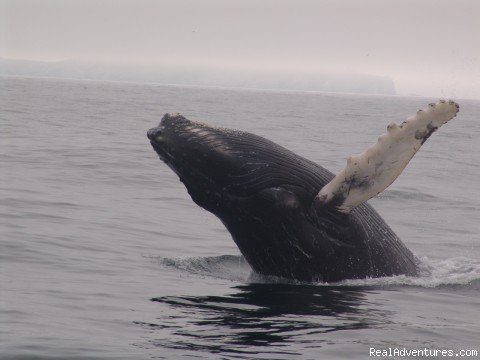 Whales breach more on dull days. | Wildland Tours | Image #9/21 | 
