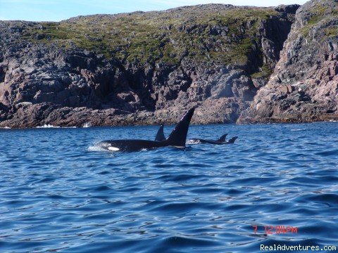 We learn about whales and wildlife | Wildland Tours | Image #4/21 | 