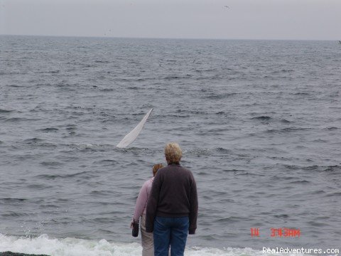 The whales come very close to shore | Wildland Tours | Image #10/21 | 