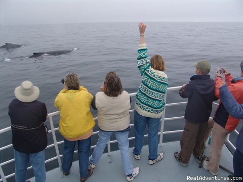 Waving to the humpbacks | Wildland Tours | Image #13/21 | 