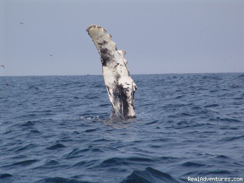The whales wave to us too. | Wildland Tours | Image #14/21 | 
