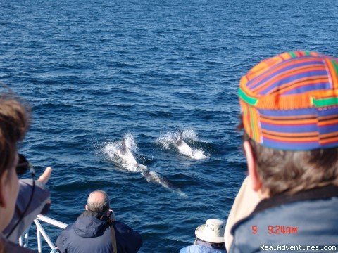 Most of our guests meet the dolphins | Wildland Tours | Image #18/21 | 